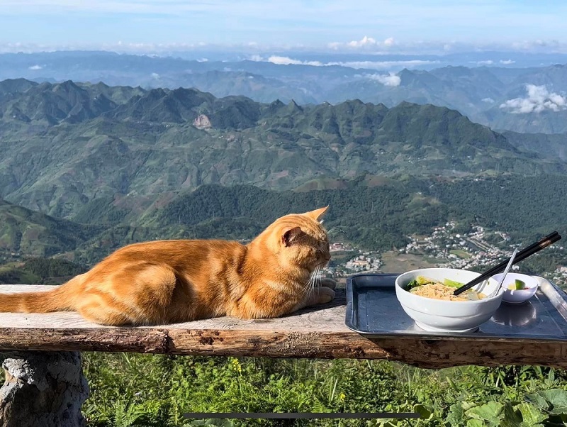 ta xua homestay food with a view and a cat