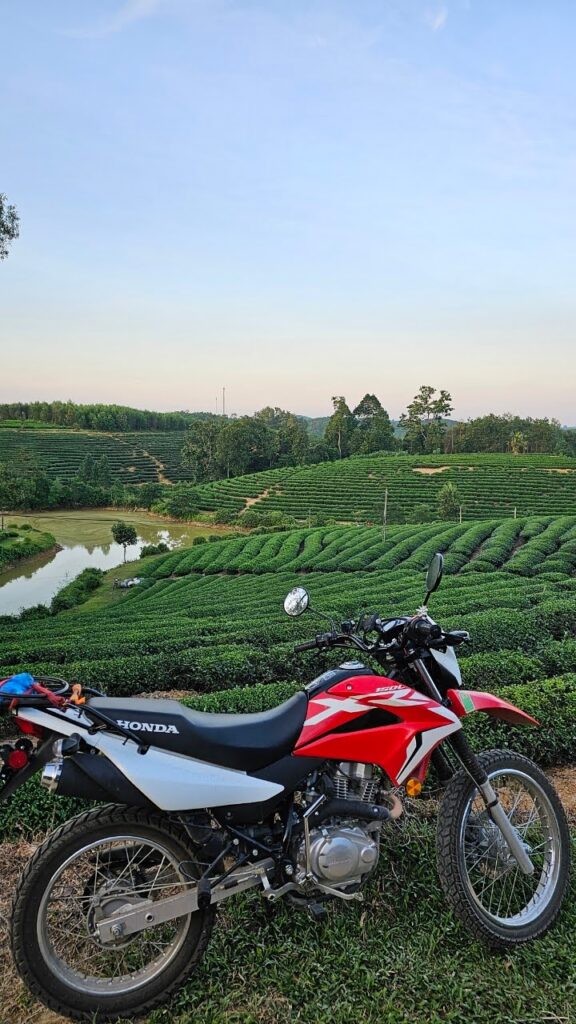 Thanh Chuong Tea Fields, Nghe An 4 unnamed 10 1