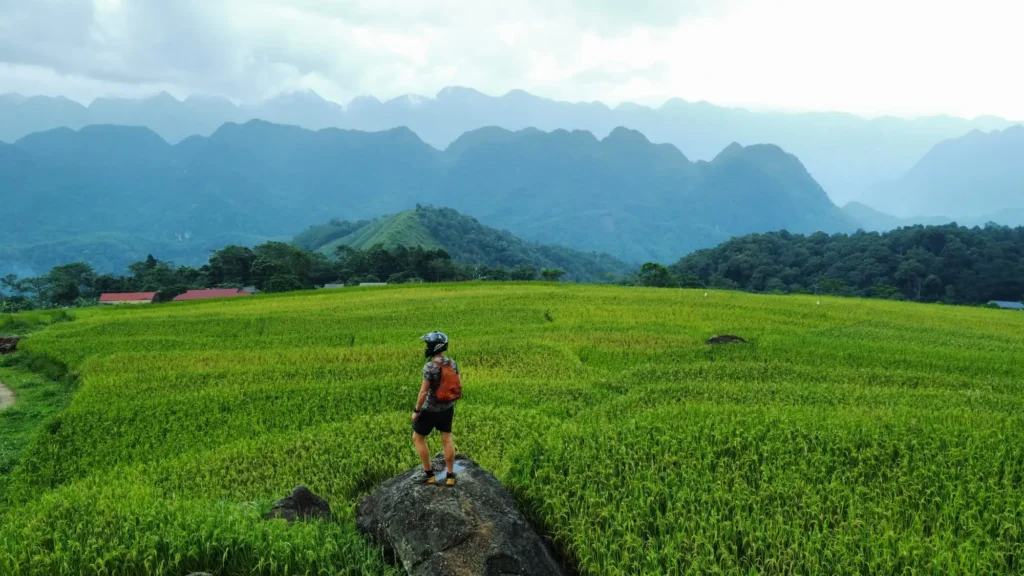 rice fields in pu luong north vietnam